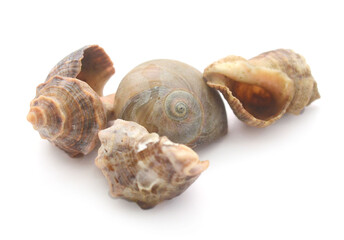 Close-Up Of Seashell Against White Background - stock photo
