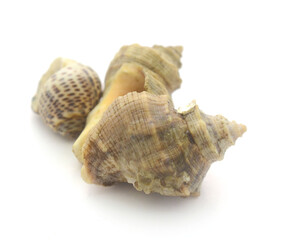Close-Up Of Seashell Against White Background - stock photo
