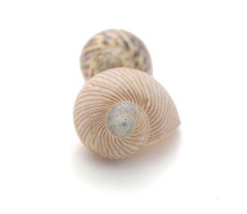 Close-Up Of Seashell Against White Background - stock photo
