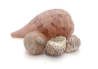 Close-Up Of Seashell Against White Background - stock photo
