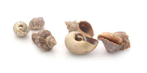 Close-Up Of Seashell Against White Background - stock photo
