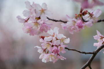 満開のサクラの花
