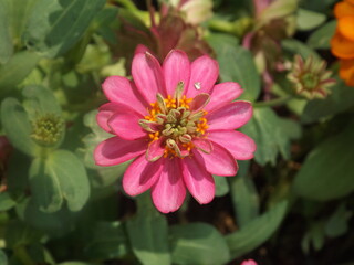 Beautiful flowers of various colors can be found in backyards in the beautiful nature surrounding you.