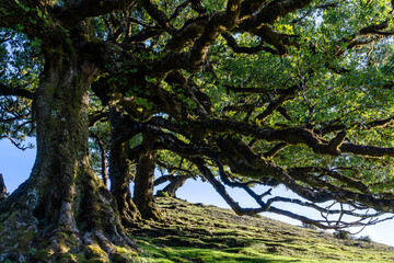 Fototapeta premium The laurissilva forest of Fanal on Madeira island