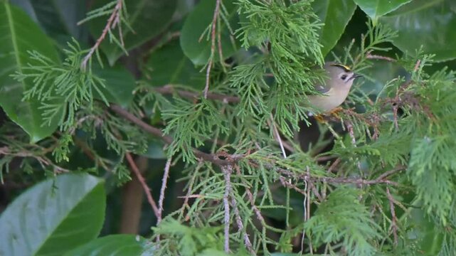 Goldcrest (Regulus regulus) Britain's smallest bird -  looking for food in an evergreen hedge. January, Kent, UK. [Slow motion x10]