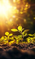 New life, green sprout growing from soil in sunset light