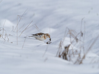 Schneeammer