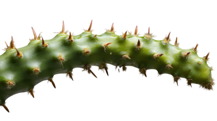 Exotic succulent with thorns detailed macro photography, botanical, green cacti, arid, desert, unique plant, isolated on white, nature photography
