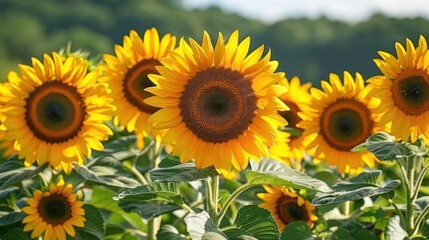 Fototapeta premium Vibrant sunflowers blooming in a lush green field under a bright sky, showcasing nature's beauty