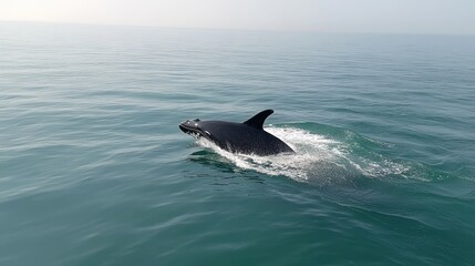 Fototapeta premium Dolphin swimming in the ocean.