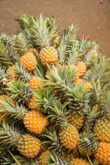 Fototapeta premium Pineaple is a tropical fruit.