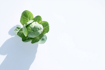 Fresh green brussels sprout on white backdrop showcasing natural beauty and healthy eating