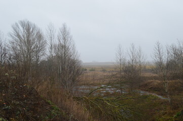 nature, grass near water, greens, outdoor recreation, sun, day