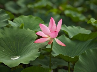 Fototapeta premium lotus