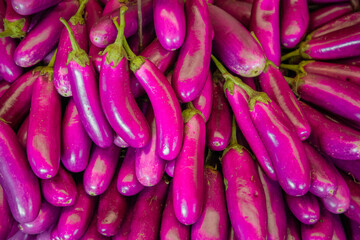 large pile fresh purple eggplants close-up. Harvest of eggplants background