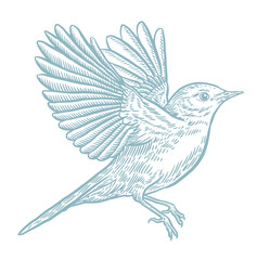 Flying bird graphics, vector illustration, vintage engraving 
 style, blue color