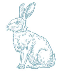 Bunny vector illustration, vintage style drawing, Easter bunny, spring, rabbit, cute, engraving 