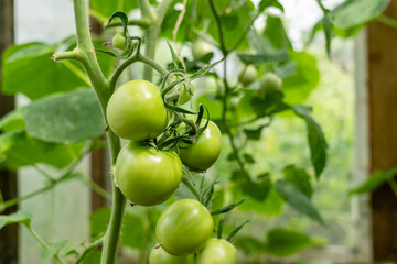 close-up of tomatoes, growing on a vine in greenhouse. Sustainable agriculture promotes fresh, organic vegetables for home cooking and healthy eating