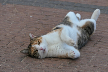 Cat lying on the pavement in the city of Netanya, Israel. Homeless cat lying on the ground in the city