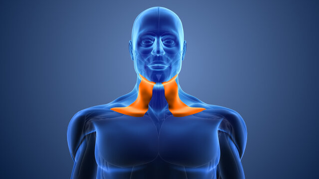 Structure of the platysma muscle anatomy