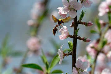 Potter Wasp on the peach flower
