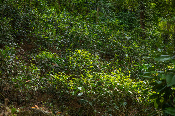 Obraz premium high mountain tea plantation in Sri Lanka