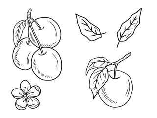 Plum berry design on branch with leaves in black on white background. Hand drawn vector sketch illustration in doodle engraved vintage line art style. Apricot fruit, flower, tree © Nataliya Pokrovska