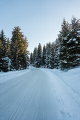 A road through a winter fir forest.