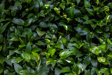 Variegated Pothos In The Garden