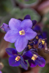 Un ramo de alegría violeta