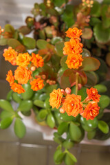 La danza de las flores