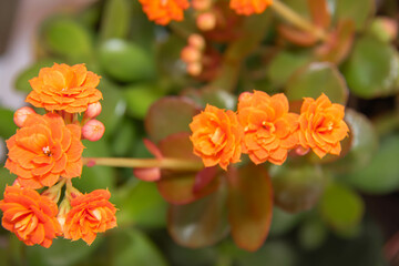 La danza de las flores