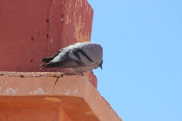 Gray pigeon standing on top of a house