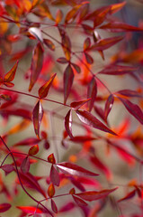 red heavenly bamboo