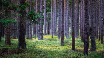 Soft light enlights the green moss in the dark forest with trunks and pic evokes retreat, relax in...
