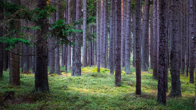 Soft light enlights the green moss in the dark forest with trunks and pic evokes retreat, relax in the nature and little bit of mystery when coming to the woods. Sumava mountains, Czechia.