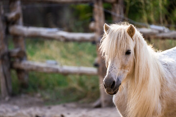 White Wild Horse in the Zoo