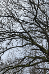 Tree silhouette with bare branches and twigs in a forest against bright sky during winter season, vertical natural abstract trees woodland background