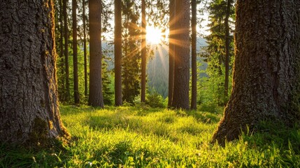 Sunlight Filtering Through Trees in Lush Green Forest Landscape