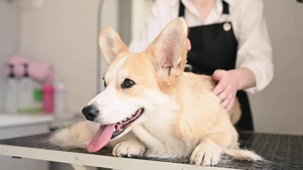 corgi gets professional grooming treatment in pet salon Skilled groomer carefully brushes fluffy fur ensuring corgi stays clean and stylish Grooming routine keeps pet looking fresh and well-maintained