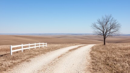Rural road, bare tree, winter field, sunny day, landscape photography