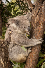 A koala climbing a eucalyptus tree. Photographed in New South Wales, Australia