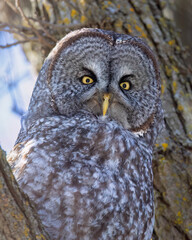 Great grey owl perched in a tree hunting at sunset in Canada