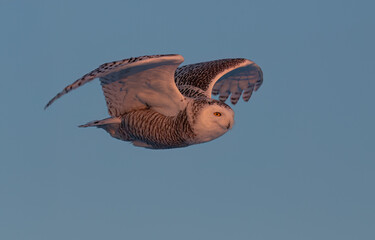 Snowy owl (Bubo scandiacus) flies low over hunting an open snow covered field at sunset in Ottawa,...