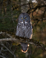 Great grey owl perched in a tree hunting at sunset in Canada