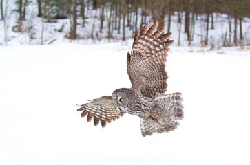 Great grey owl with wings spread out isolated on white background in flight hunting over a snow covered field in Canada