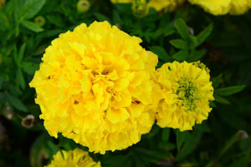 Closeup of Yellow Marigolds top view