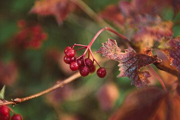 Red berries of viburnum in the wild