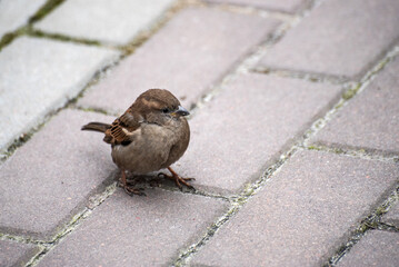 Brown sparrow on paving slabs close-up.