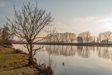 Backlit shot of a bare tree at the water's edge. On the other side there is a whole row of bare trees. The photo was taken in the Dutch winter season at a wide creek in a nature reserve.
